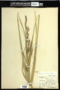 Carex hyalinolepis image