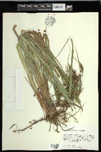 Carex hyalinolepis image