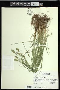 Carex hyalina image