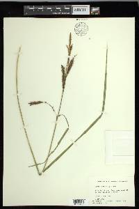 Carex hyalinolepis image