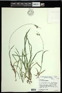 Carex hirtifolia image