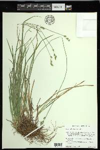 Carex infirminervia image