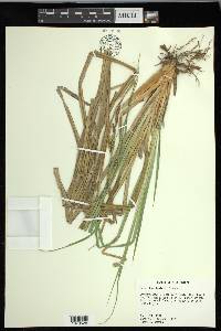 Carex hyalinolepis image