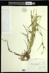 Carex houghtoniana image