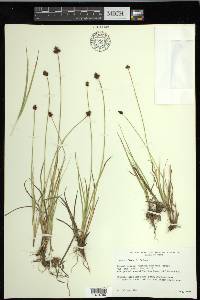 Carex illota image