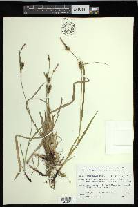 Carex houghtoniana image