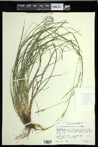 Carex impressinervia image