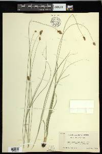 Carex hoodii image