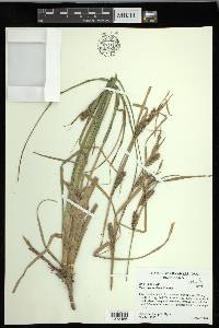 Carex hyalinolepis image