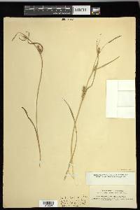 Carex houghtoniana image