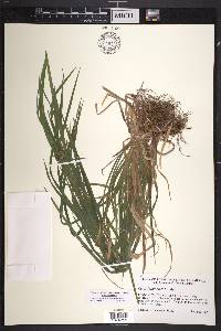 Carex intumescens var. intumescens image