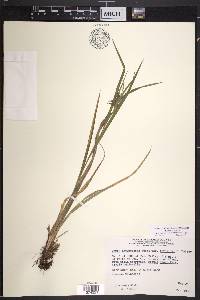 Carex intumescens var. intumescens image