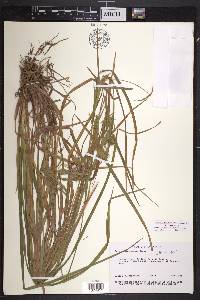 Carex intumescens var. intumescens image