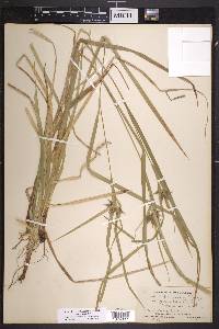 Carex intumescens var. intumescens image