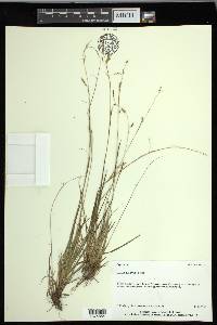 Carex krausei image