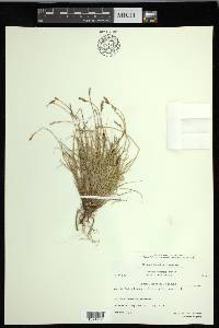 Carex lachenalii image