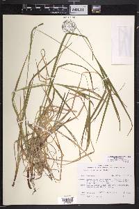 Carex intumescens var. intumescens image