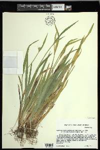 Carex kraliana image