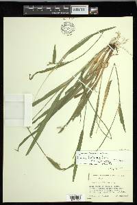 Carex kraliana image