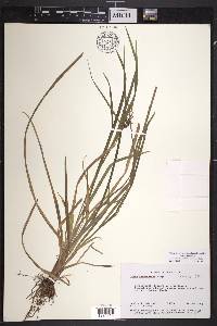 Carex intumescens var. intumescens image