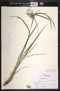 Carex intumescens var. intumescens image