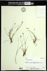 Carex lachenalii image