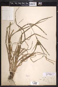 Carex intumescens var. intumescens image