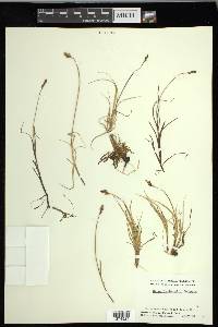 Carex lachenalii image