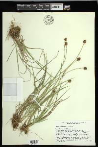 Carex jonesii image