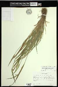 Carex kraliana image