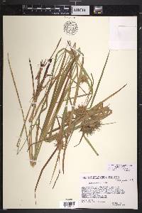 Carex intumescens var. intumescens image