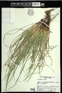 Carex jamesii image