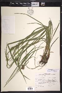 Carex intumescens var. intumescens image