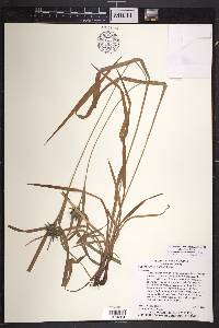 Carex intumescens var. intumescens image