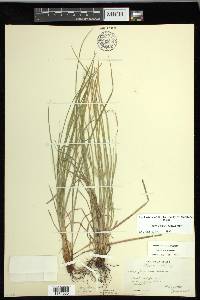 Carex jamesii image