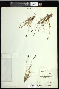 Carex lachenalii image