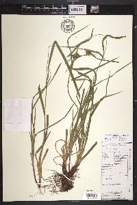 Carex intumescens var. intumescens image