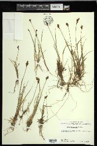 Carex lachenalii image