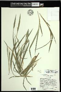 Carex kraliana image