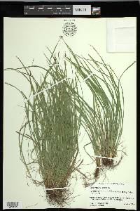 Carex jamesii image