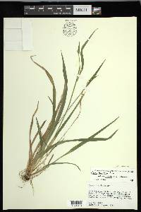 Carex kraliana image