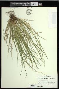 Carex jamesii image