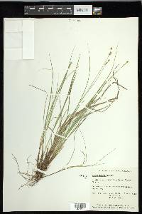 Carex interior image