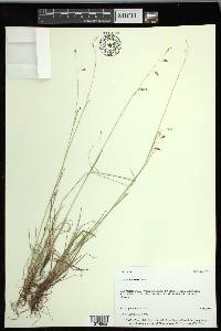 Carex krausei image