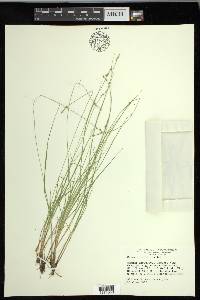 Carex interior image