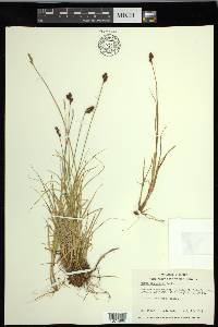 Carex lachenalii image