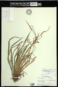 Carex kraliana image