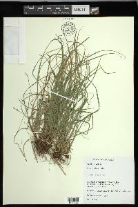 Carex jamesii image