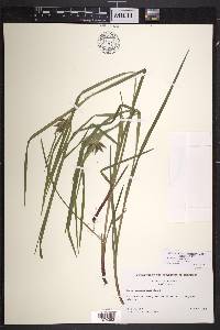 Carex intumescens var. fernaldii image