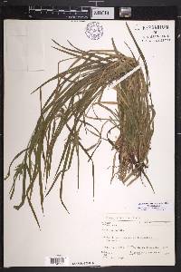 Carex intumescens var. intumescens image